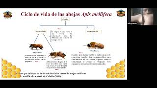 BIOLOGIA DE LAS ABEJAS APICULTURA
