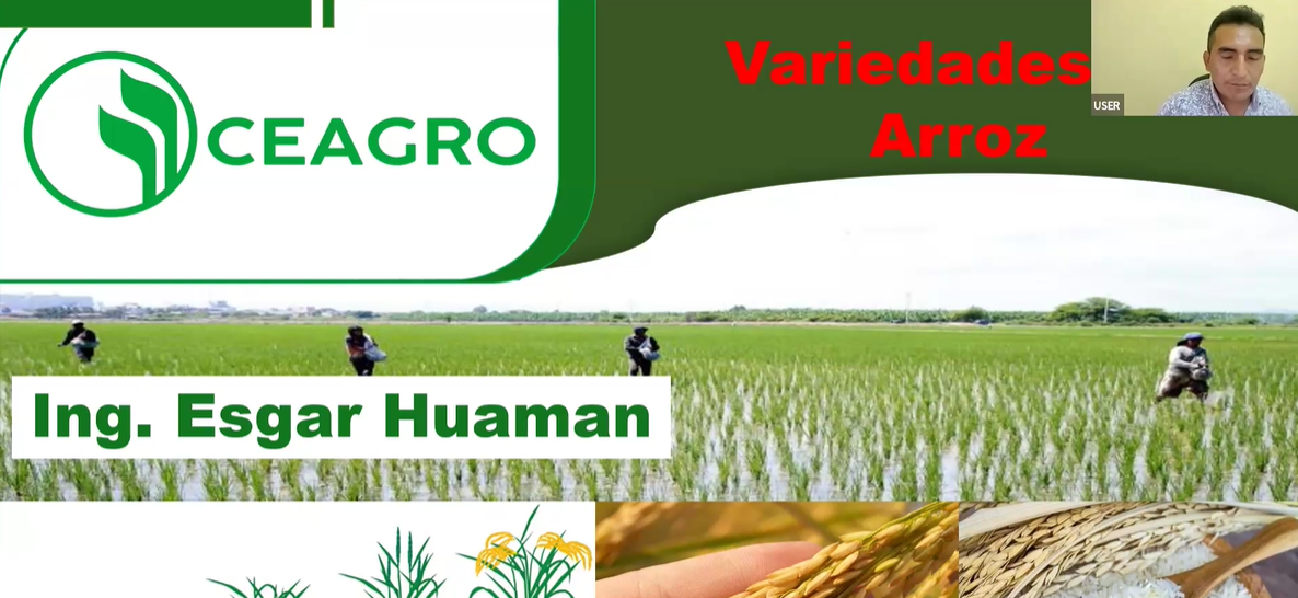 Variedades del arroz