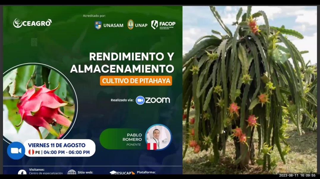 RENDIMIENTO Y ALMACENAMIENTO DE PITAHAYA
