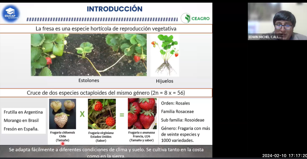 Manejo Integral del Cultivo de Fresas 
