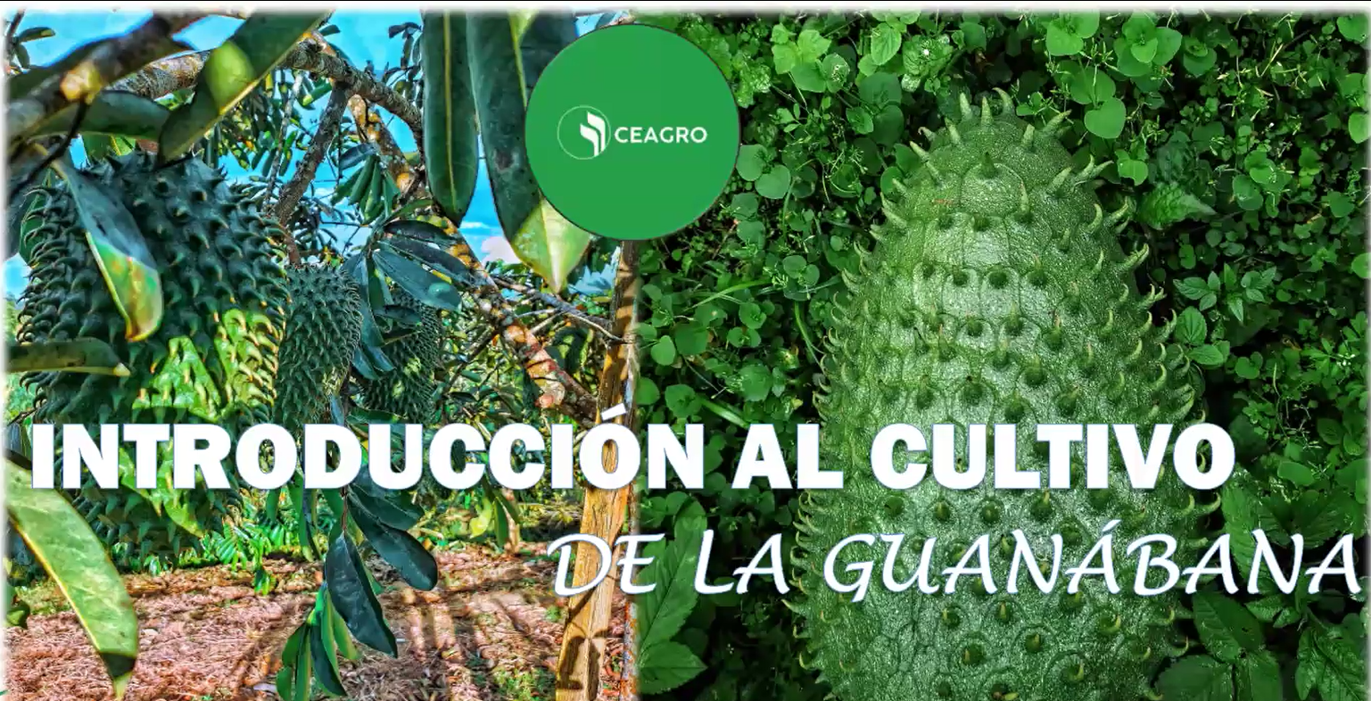 Introducción al cultivo de guanábana