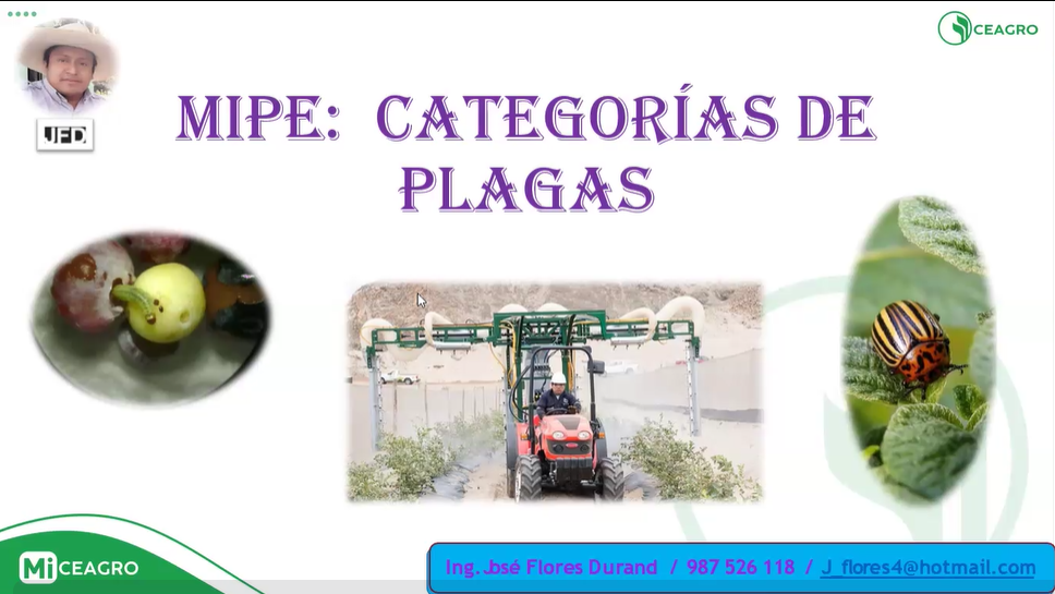 CATEGORÍA DE PLAGAS