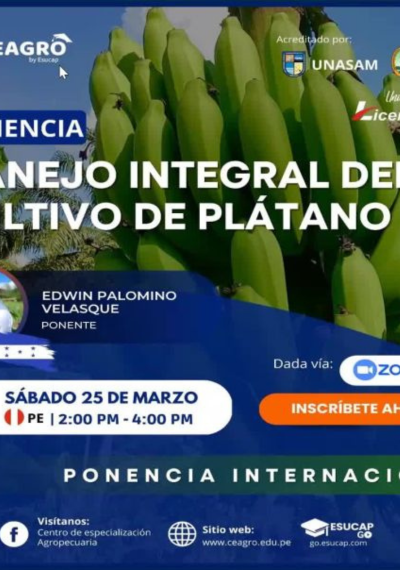 Manejo integral del cultivo del plátano