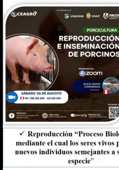 Reproducción e inseminación en porcinos