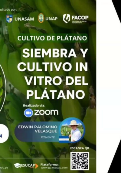 Siembra y cultivo In vitro del plátano