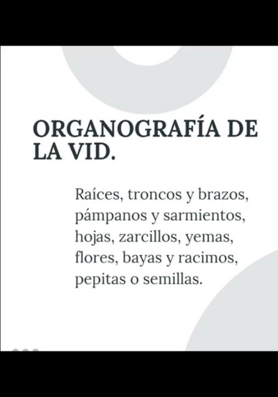 Generalidades del cultivo de Uva